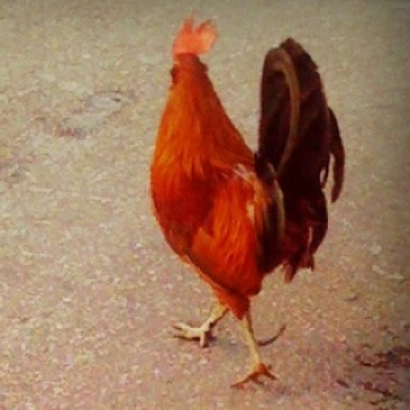 Spotting Image 1