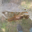 Crawfish