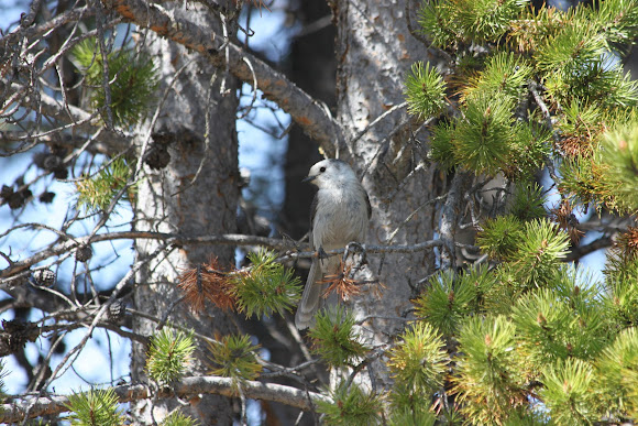 Spotting Image 1