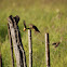 Shaft-tailed Whydah