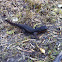 Roughskin newt