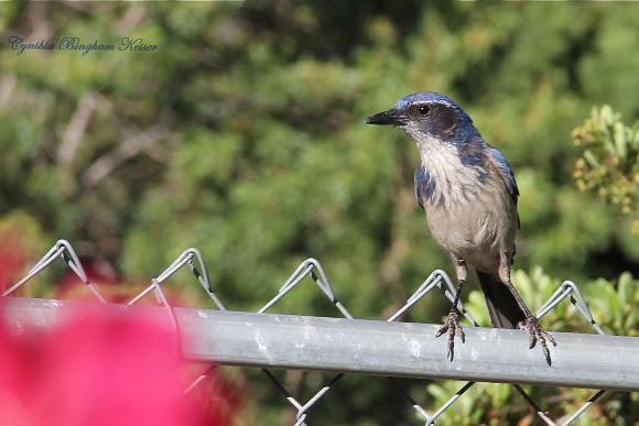 Spotting Image 1