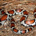 Red Milk Snake
