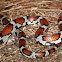 Red Milk Snake