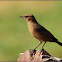 Brown Rock-chat