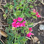 Tuberous Pea, Tuberous Vetchling, Earthnut Pea or Aardaker