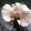 Tree fungus