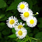 Daisy fleabane