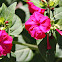 Flor vermelha