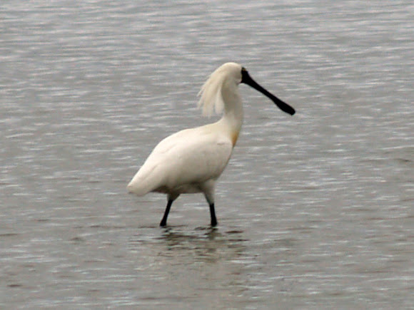 Spotting Image 1