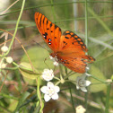 Gulf Fritillary