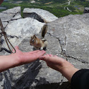 Golden-mantled ground squirrel