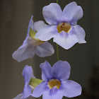 clockvine 