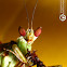 Jeweled Flower Mantis or Indian Flower Mantis