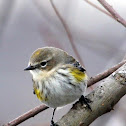Yellow-rumped Warbler