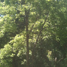 Black walnut