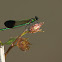Superb Jewelwing