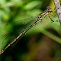 Caballito del diablo (Western Willow Spreadwing)