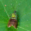 Metalmark Moth