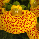 Calceolaria, Zapatitos de la virgen. Lady's purse