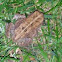 American Toad