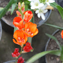 Freesia