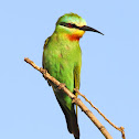 Blue-cheeked Bee-eater
