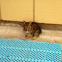 Eastern Cottontail