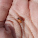 Adonis ladybird