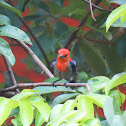 Scarlet-Headed Flowerpecker