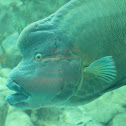 Humphead Wrasse