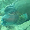 Humphead Wrasse