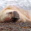 Elefante marino (Elephant seal)