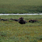 Musk Ox