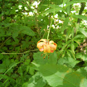 Michigan Lily