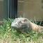 Komodo Dragon