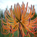 Fynbos-Pincushion