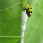 Membracid Treehopper