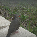Common Ground Dove