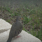 Common Ground Dove