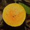 Yellow-dust amanita