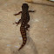 Marbled Gecko