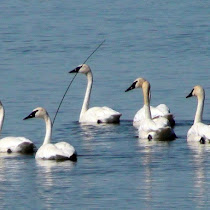 Tamarac National Wildlife Refuge