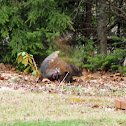 Wild Turkey