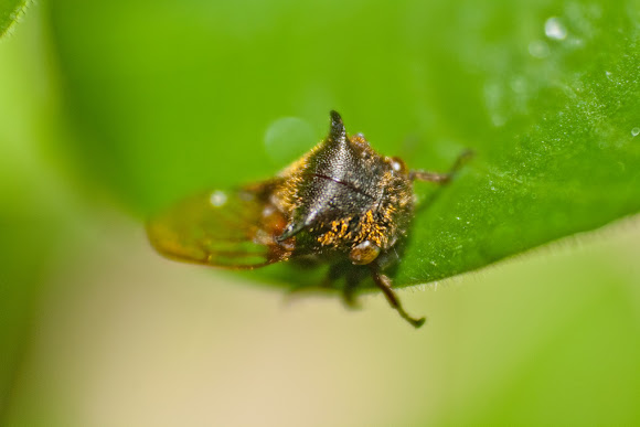 Spotting Image 1