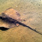 Stingray