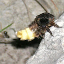 Leuchtkäfer