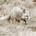 Red Fox