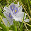 Water hyacinth