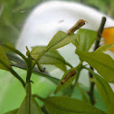 Common Mormon